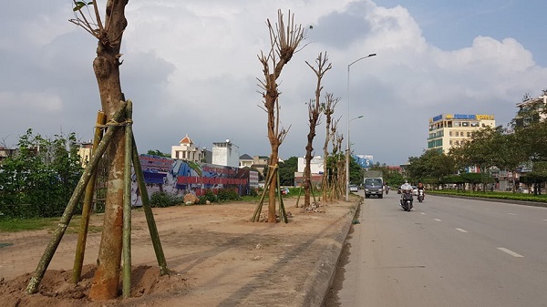 TP. Hải Dương thay thế 700 cây xanh thiếu quy trình?