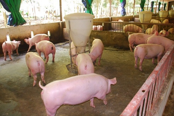 Giá heo hơi ngày 9/4: Giảm nhẹ tại một số địa phương