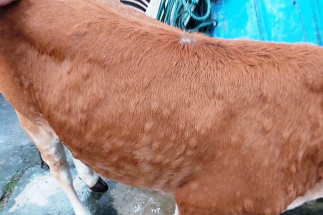 Trên địa bàn tỉnh Thanh Hóa đã có 72 xã đã xuất hiện bệnh viêm da nổi cục trên trâu, bò