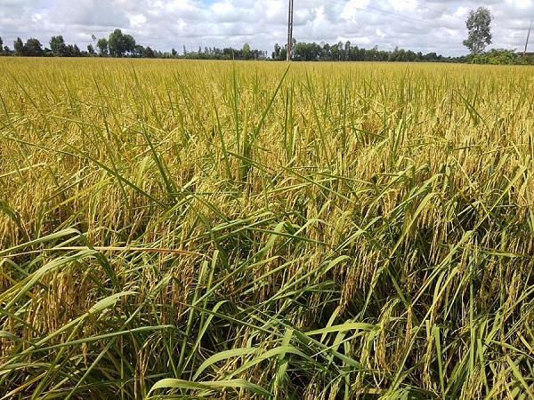 Giá lúa gạo ngày 10/4 tiếp tục giảm sâu