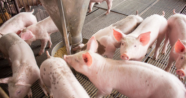 Giá heo hơi ngày 10/4: Tăng - giảm nhẹ ở một số địa phương