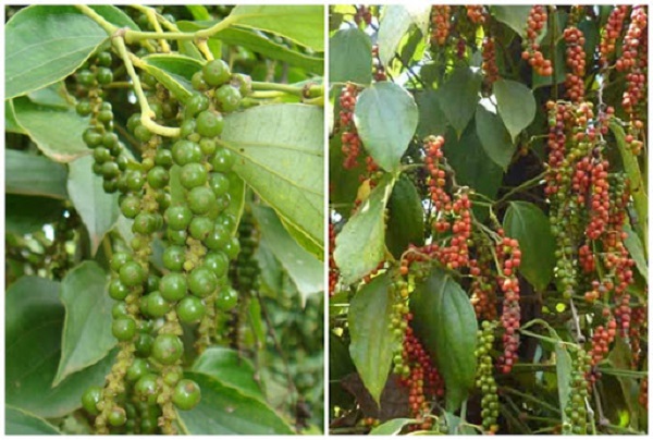 Giá tiêu ngày 10/4: Thế giới giảm nhẹ, trong nước cao nhất 74.000đ/kg