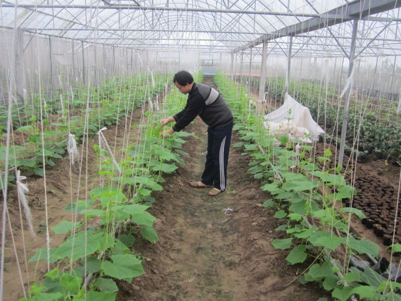 Thái Bình phát triển nông nghiệp theo liên kết chuỗi