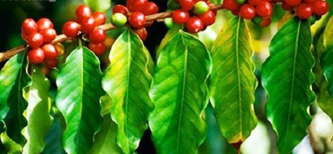 Giá cà phê ngày 12/4: Thị trường trong nước ảm đạm