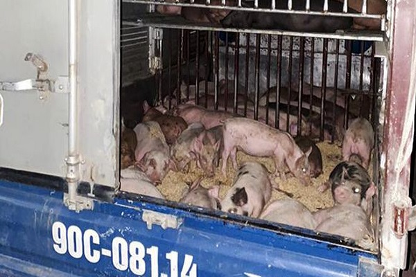 Xe ô tô chở 50 con lợn giống bị nhiễm dịch tả lợn châu Phi từ Đức Thọ ra Ninh Bình (Ảnh: Báo Hà Tĩnh)