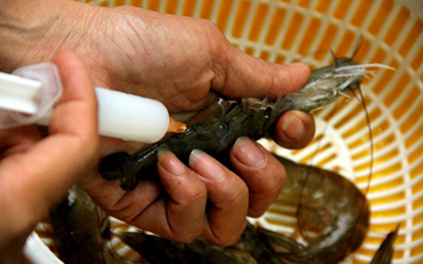 Xử lý tình trạng bơm tạp chất vào thủy sản: Bảo đảm an toàn thực phẩm cho người tiêu dùng