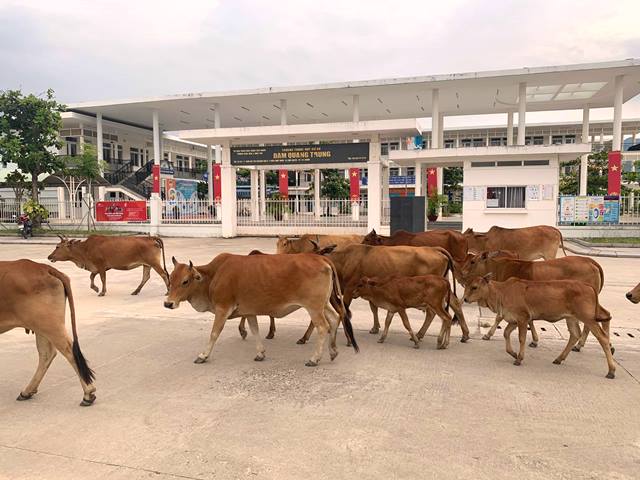 Bò đi từng đàn trước cổng trường THCS Đàm Quang Trung