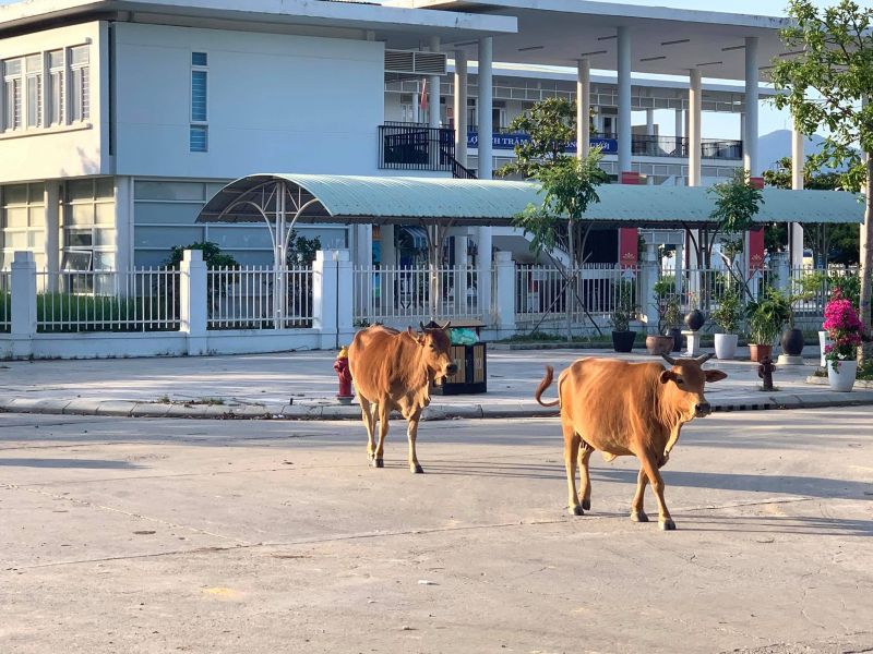 Trường THCS Đàm Quang Trung được công nhận trường chuân quốc gia, nhưng bò phóng uế và thả rông thường xuyên