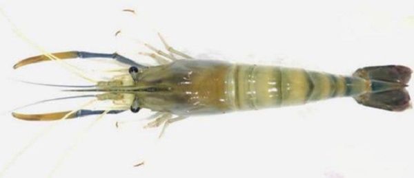 Bảo hộ chỉ dẫn địa lý “Bến Tre” cho sản phẩm tôm càng xanh