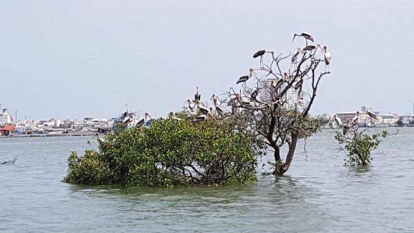 Câu chuyện 'Lão chăm vịt'