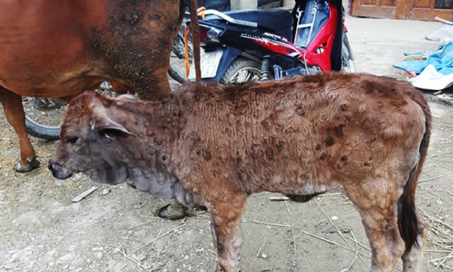 Thanh Hóa: Bệnh viêm da nổi cục đã lây lan ra 24 huyện