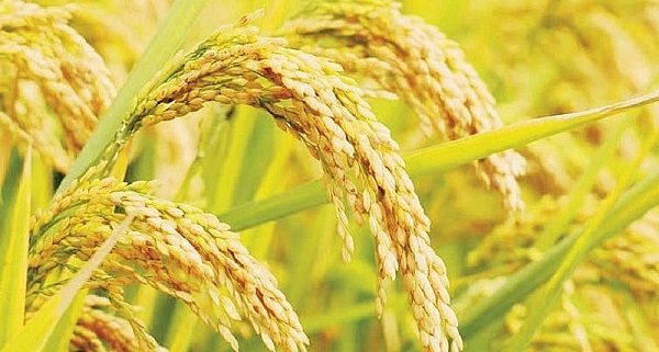Giá lúa gạo 21/4 đồng loạt giảm 200 đồng