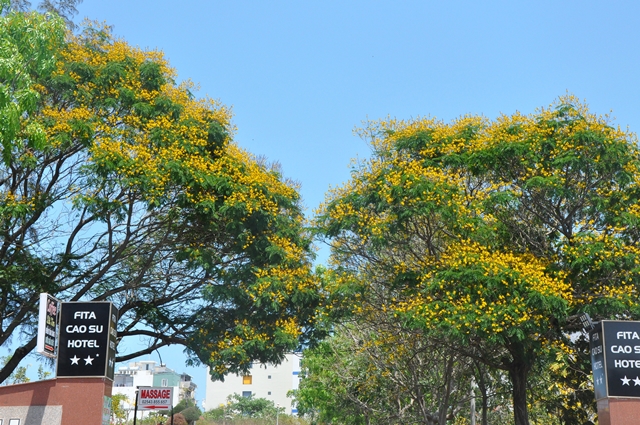 Hai cây hoa Lim Xet cổ thụ nở vàng rực khuôn viên KS Cao Su