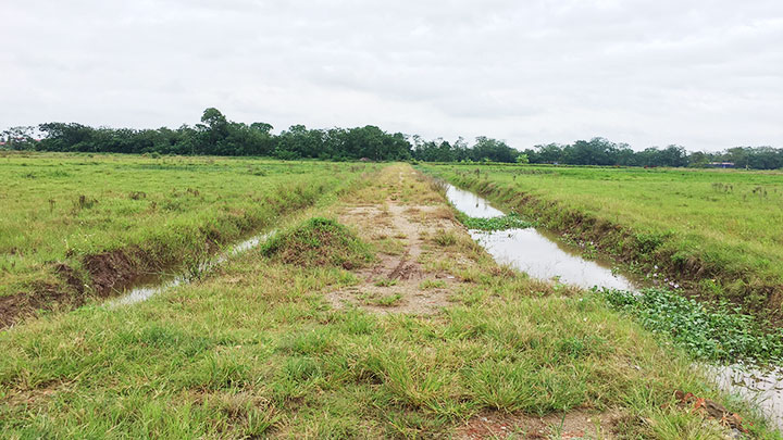 Tại xã Phú Xuân (huyện Bình Xuyên, tỉnh Vĩnh Phúc), hàng trăm mẫu ruộng của người nông dân bị bỏ hoang.