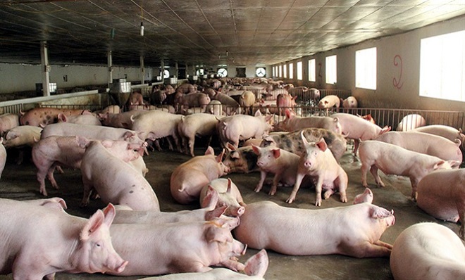 giá lợn hơi hôm nay, 26/4 giảm 1.000đ/kg tại hai miền Nam - Bắc