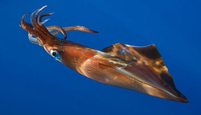 5 loài sinh vật lớn nhất đại dương