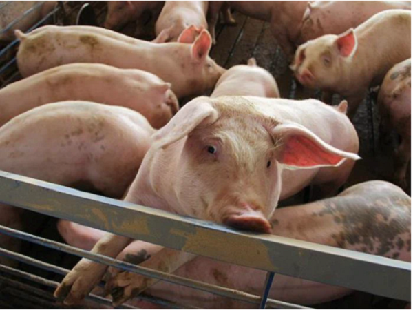 Giá heo hơi ngày 28/4: Điều chỉnh giảm 1.000 đồng/kg tại nhiều nơi trên cả nước