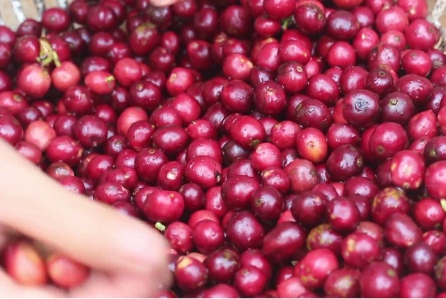 Giá cà phê ngày 1/5: Giao dịch trong khoảng 32.500 - 33.300 đồng/kg