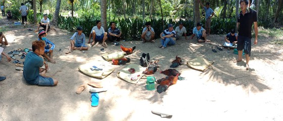 Bến Tre: Bắt quả tang 12 đối tượng đá gà ăn thua bằng tiền