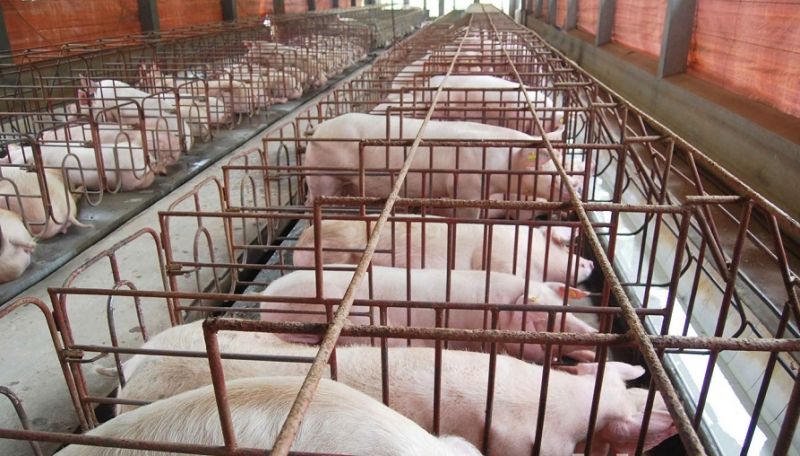 Bắc Ninh: Triển khai các giải pháp phòng, chống dịch tả lợn châu Phi