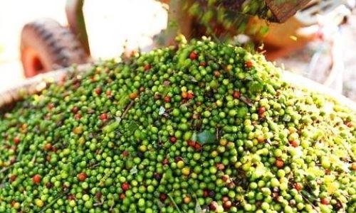 Giá tiêu ngày 5/5: Thị trường trong nước dao động quanh mức 69.000 đồng/kg