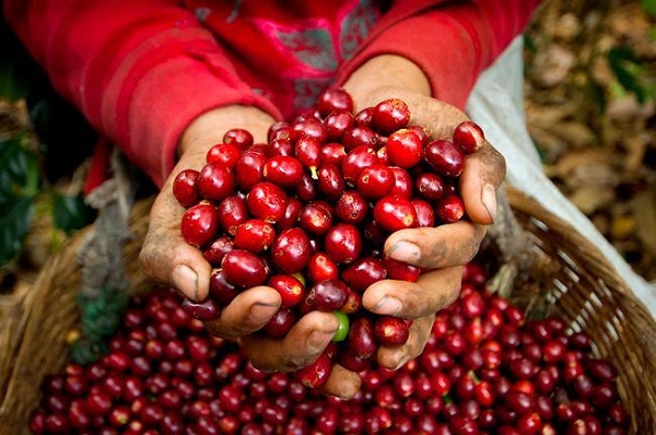Giá cà phê trong nước vượt ngưỡng 34.000 đồng/kg