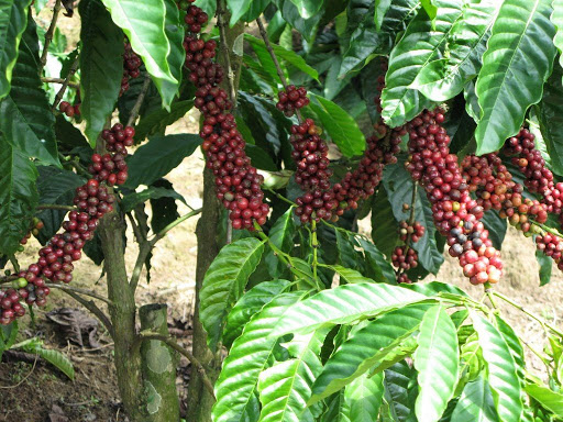 Giá cà phê dao động trong khoảng 33.000 - 33.800 đồng/kg