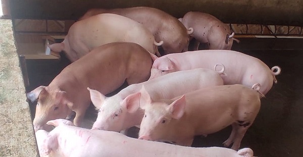 Giá heo hơi ngày 12/5: Biến động trái chiều trên cả ba miền