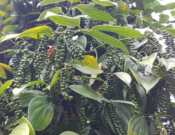 Giá tiêu ngày 12/5: Dao động trong khoảng 65.000 - 68.500 đồng/kg