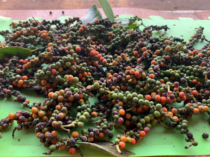 Giá tiêu hôm nay 14/5: Giao dịch ở mức từ 63.000 - 68.500 đ/kg