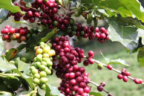 Giá cà phê dao động trong khoảng 32.400 - 33.300 đồng/kg