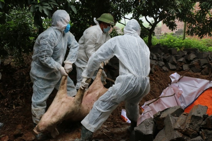 Lực lượng chức năng tiến hành tiêu hủy đàn lợn dịch bệnh tả châu phi ( Ảnh minh họa)