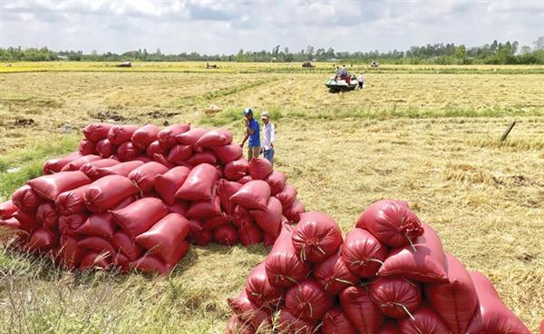 Philippines giảm thuế nhập khẩu đối với gạo