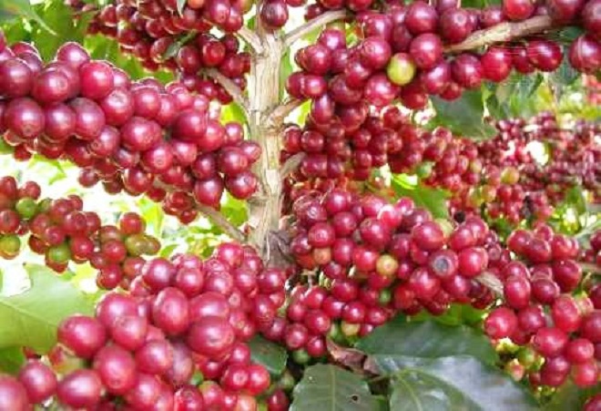 Giá cà phê ngày 17/5: Giảm giá sâu