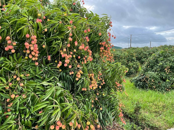 Vải thiều Thanh Hà - Quả ngọt vươn xa