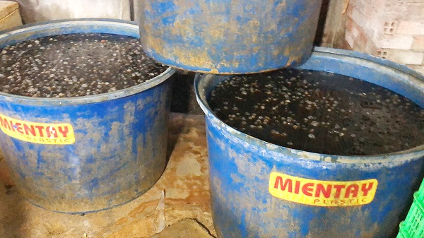TP.HCM: Phát hiện gần 2 tấn ốc ngâm hóa chất công nghiệp chuẩn bị tuồn ra thị trường