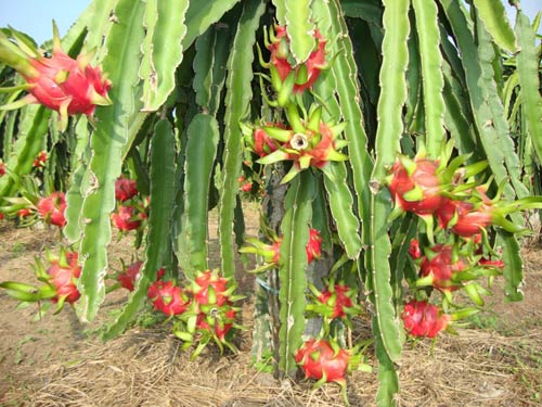 Hà Nội có thêm 7 địa danh được sử dụng để đăng ký bảo hộ nhãn hiệu tập thể