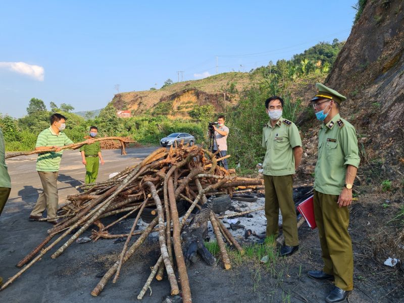 Lực lương QLTT Hà Giang tiến hành tiêu hủy 75 cây Anh Đào không rõ hóa đơn chứng từ