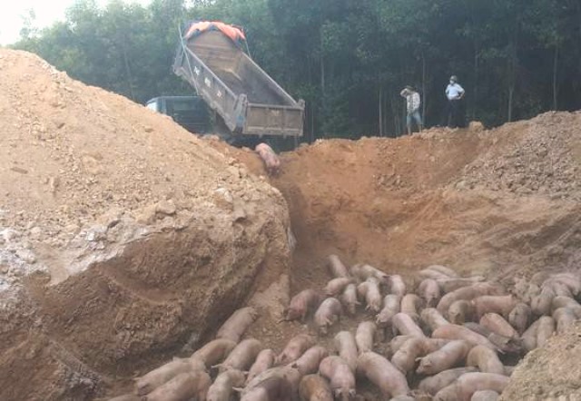 Lực lượng chức năng tiêu hủy lô lợn bị nhiễm bệnh dịch tả lợn châu Phi.