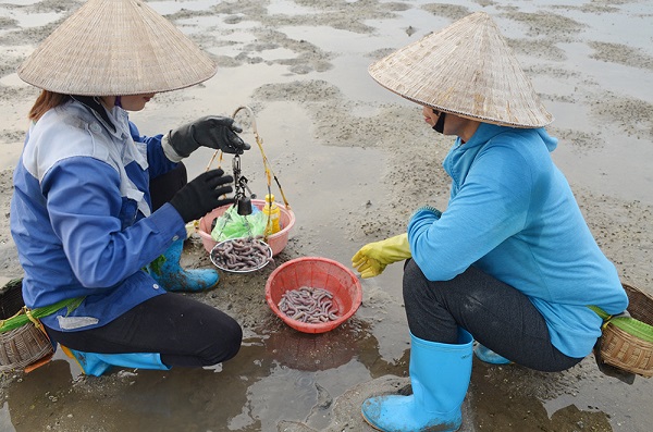 Công việc đào con sá sùng đã nuôi sống nhiều gia đình ở huyện Vân Đồn