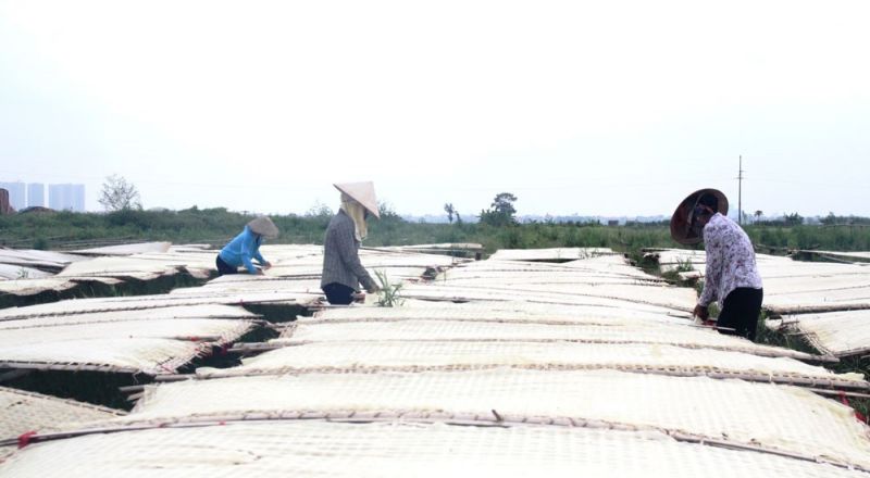Nghề chế biến nông sản thực phẩm truyền thống ở xã Minh Khai, huyện Hoài Đức giúp mang lại thu nhập tương đối ổn định cho nhiều người dân