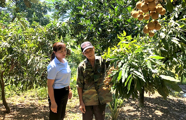 gười dân xã Thái Bình (Yên Sơn) ứng dụng kỹ thuật mới vào chăm sóc nhãn, nâng cao thu nhập