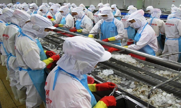 Xuất khẩu tôm sang khối CPTPP, EU tăng mạnh
