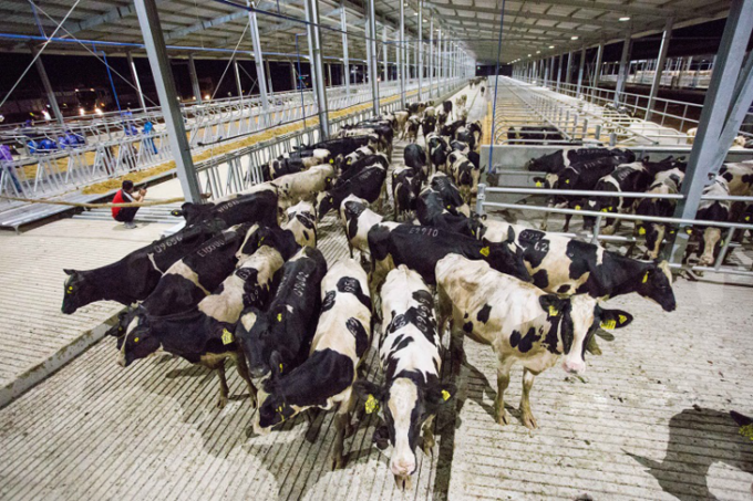 Lễ đón đàn bò sữa cao sản về trang trại TH tại Phú Yên tháng 9/2020. Ảnh: Ngân hàng Bắc Á.