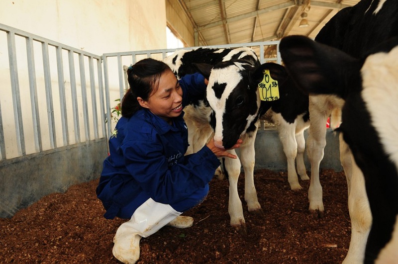 Các nhân viên trang trại chăm sóc đàn bò từ quan điểm “lấy bò làm trung tâm’