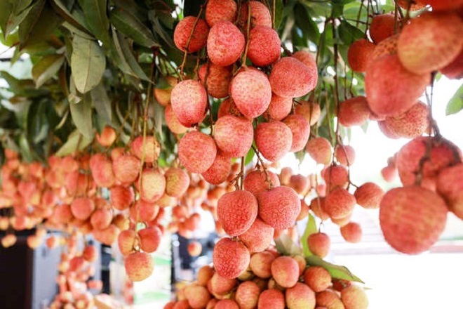 Bắc Giang: Gần 13.000 tấn vải thiều đã được tiêu thụ