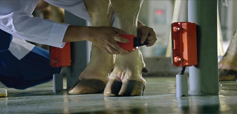 Con chip Afimilk dùng theo dõi, đảm bảo sức khỏe, đảm bảo phúc lợi động vật của đàn bò TH