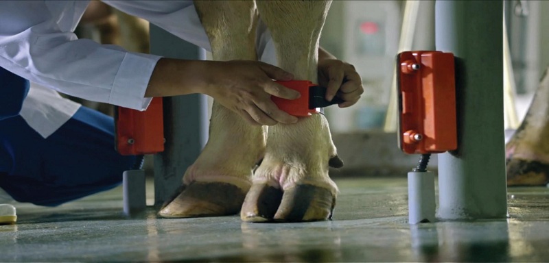 Hạnh phúc của đàn bò sữa tại trang trại TH true milk