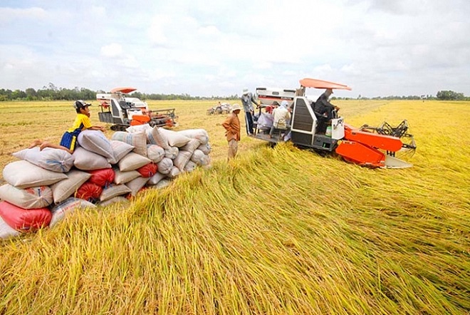 Ghi nhận tại các tỉnh Đồng bằng sông Cửu Long giá lúa gạo tiếp đà ổn định, thị trường giao dịch chậm