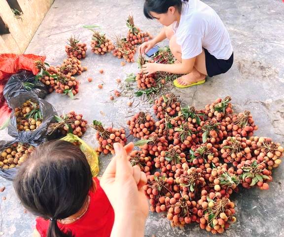 Đà Nẵng: Hỗ trợ tiêu thụ 16 tấn vải thiều cho Bắc Giang